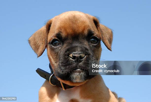 Baby Boxer - zdjęcia stockowe i więcej obrazów Bokser - pies - Bokser - pies, Dziecko, Fajny