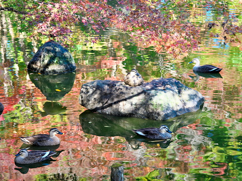 Tokyo,Japan - November 17,  2022: Ducks and red leaves in the pond in autumn, Japan