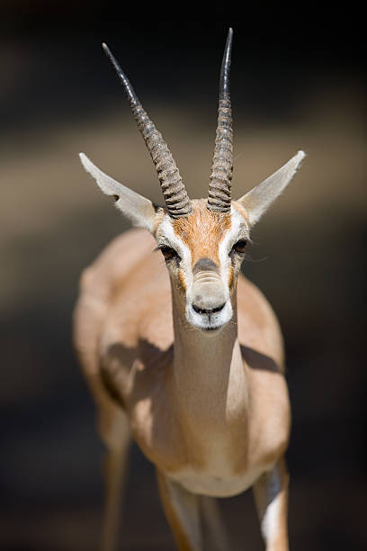 Gazelle stock photo