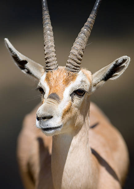 Gazelle stock photo