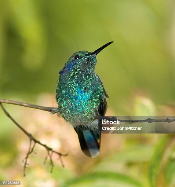 Colibrí De Pájaroverde Violet Oído Colibri Thalassinus Foto de stock y más banco de imágenes de Animales salvajes