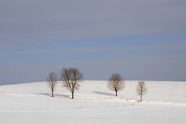 Zimowy dzień – zdjęcie
