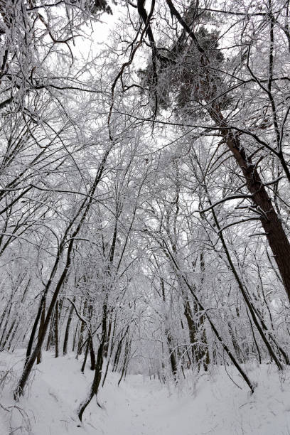 istock Deciduous trees in the snow in winter 1442306648