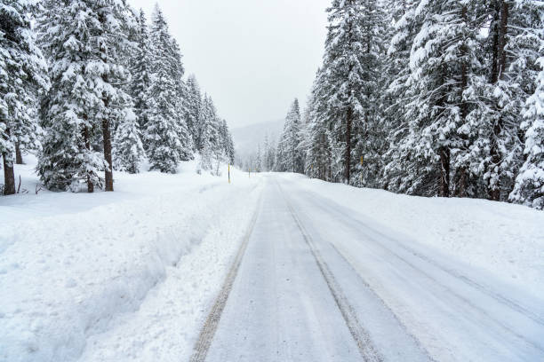 istock Snow covered road through a dense pine forest in winter 1442307118