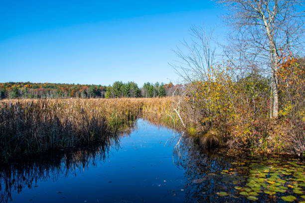 istock autumn along the swamps edge, 1442307892