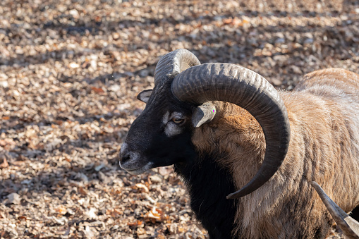 The European mouflon (Ovis orientalis musimon).Male mouflon are known as rams.