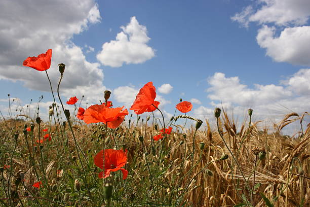 istock field with poppies under blue sky 144230839