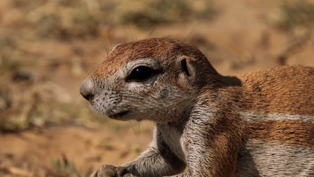 Close up of a Xeri, the ground squirrel, searching for food in the Kgalagadi Transfrontier Park, South Africa