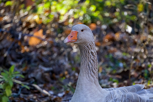 The American Buff goose is a breed of domestic goose native to the United States