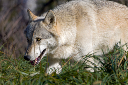 A North American wolf (Canis lupus)