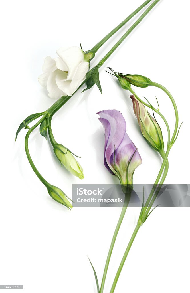 White and violet flowers Anniversary Stock Photo