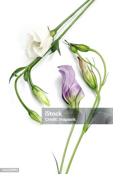 White And Violet Flowers Stock Photo - Download Image Now - Anniversary, Art, Art And Craft