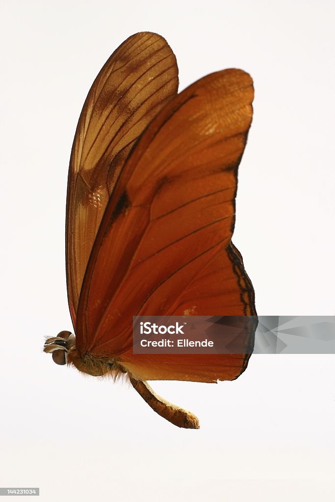 Orange butterfly An orange butterfly isolated on white. Above Stock Photo