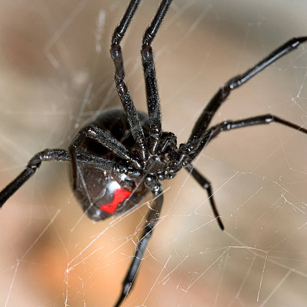 Black Widow Black Widow black widow spider photos stock pictures, royalty-free photos & images