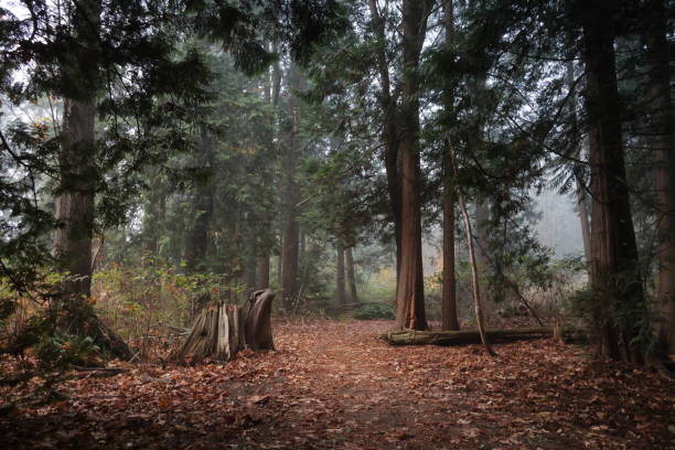 Path in a Canadian Forest in Autumn
