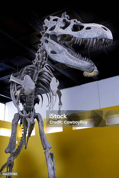 Trex Skeleton - Fotografie stock e altre immagini di Museo - Museo, Dinosauro, Natura