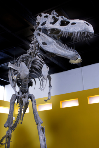 skeleton of a Tyrannosaurus rex