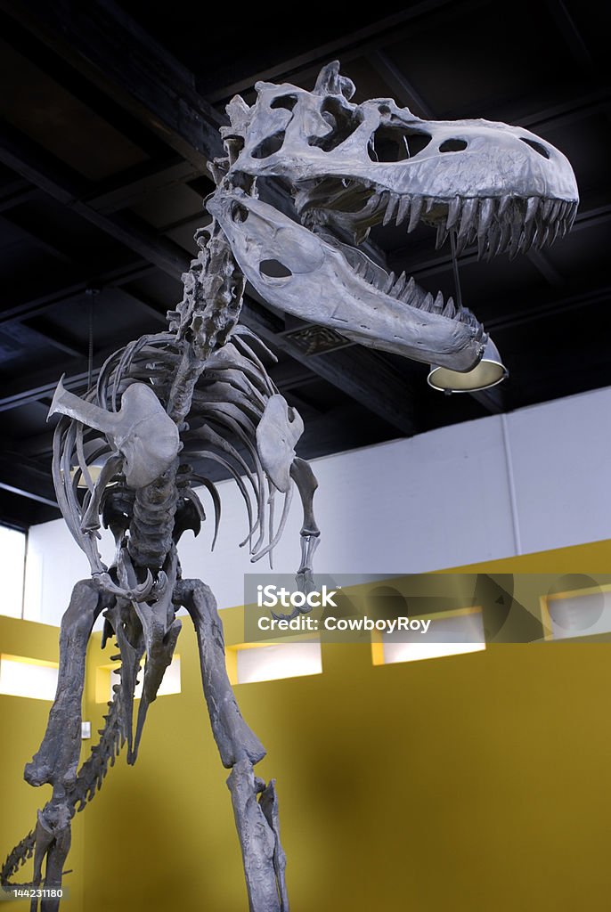 T-Rex stary - Zbiór zdjęć royalty-free (Muzeum)