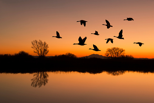 Silhouetted Canadian Geese flying at sundown over quiet Winter pond on wildlife refuge, San Joaquin Valley, California