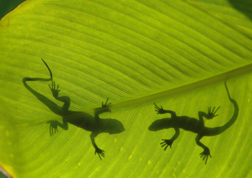 Silhouette of two lizards on back lit leaf