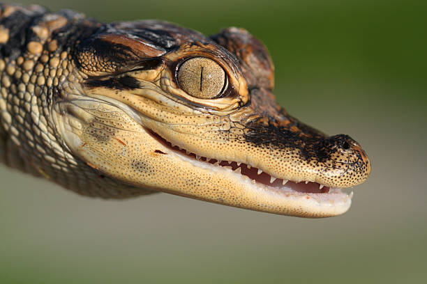 istock Baby Alligator - intimate portrait 144231486
