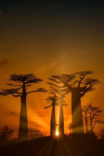 Sunset at the Alley of the Baobabs (Baobab Avenue) in Western Madagascar.