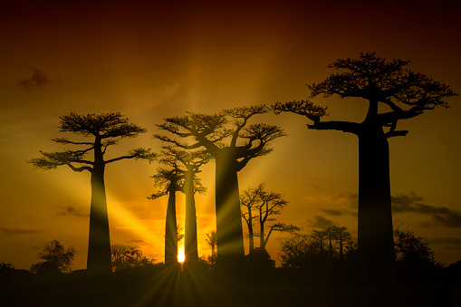 Sunset at the Alley of the Baobabs (Baobab Avenue) in Western Madagascar.