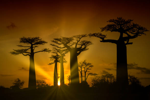 Sunset at the famous Baobab Avenue (Alley) in Madagascar stock photo