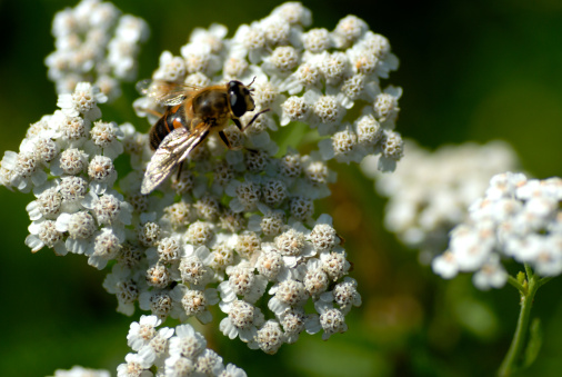 close to yarrow blossom with bee