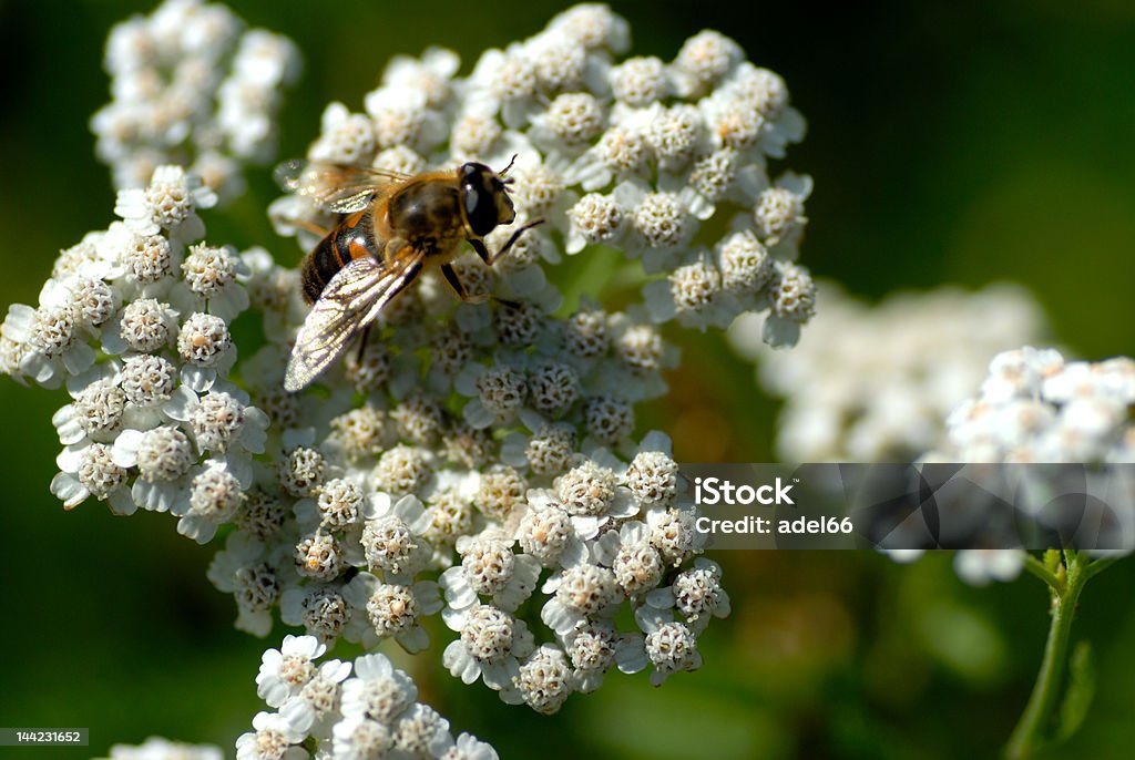 Yarrow blossom with bee close to yarrow blossom with bee Yarrow Stock Photo