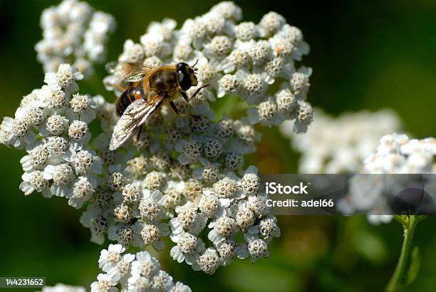 Yarrow Blossom With Bee Stock Photo - Download Image Now - Yarrow, Bee, Agricultural Field
