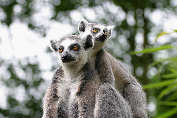 Two Catta In A Tree Stock Photo - Download Image Now - Couple - Relationship, Lemur, Africa - iStock Two Catta In A Tree Stock Photo - Download Image Now - Couple - Relationship, Lemur, Africa - iStock