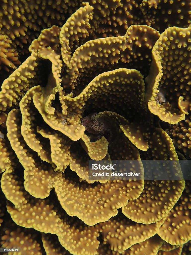 turbinaria fond jaune - Photo de Abstrait libre de droits