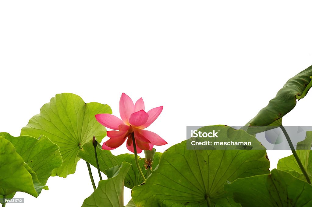 Frontière de Lotus rose - Photo de Bouddhisme libre de droits