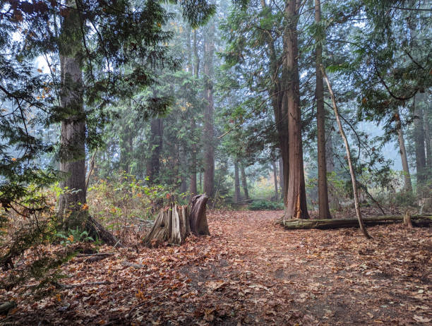 istock Autumn Fog in a Canadian Forest 1442317598