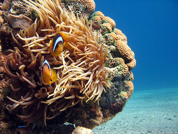 istock Clownfish and Sea Anemone 144231765