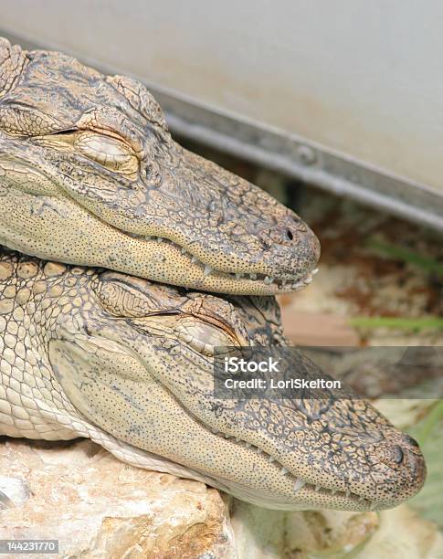 Alligatoren Schlafen Stockfoto und mehr Bilder von Alligator - Alligator, Echse, Entspannung