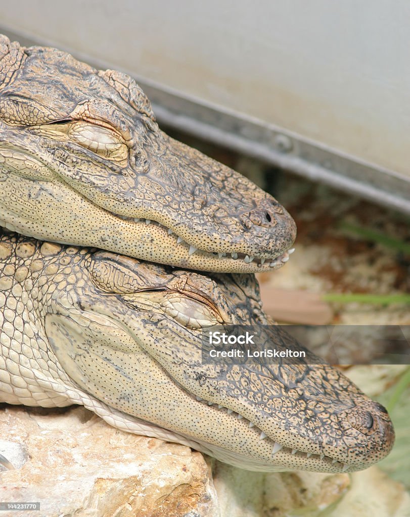 Alligators dormitorio - Foto de stock de Aligátor libre de derechos