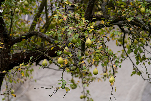 Ripe yellow Japanese Quince Chaenomeles japonica cydonia fruit on branches with leaves in garden.