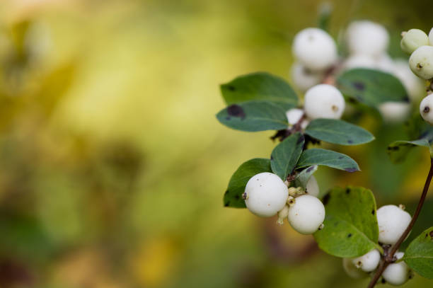 istock Close up of white berries 1442318540
