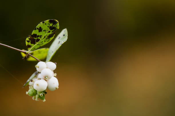 Close up of white berries
