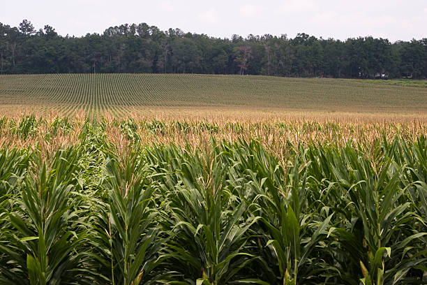 Cтоковое фото Кукурузный рядами в пасмурная небо
