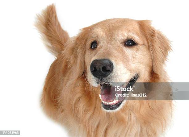 Glücklich Golden Hund Stockfoto und mehr Bilder von Golden Retriever - Golden Retriever, Lächeln, Weißer Hintergrund