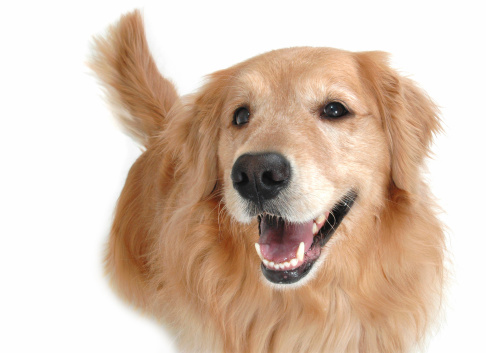 Happy golden retriever dog with a smile on her face!