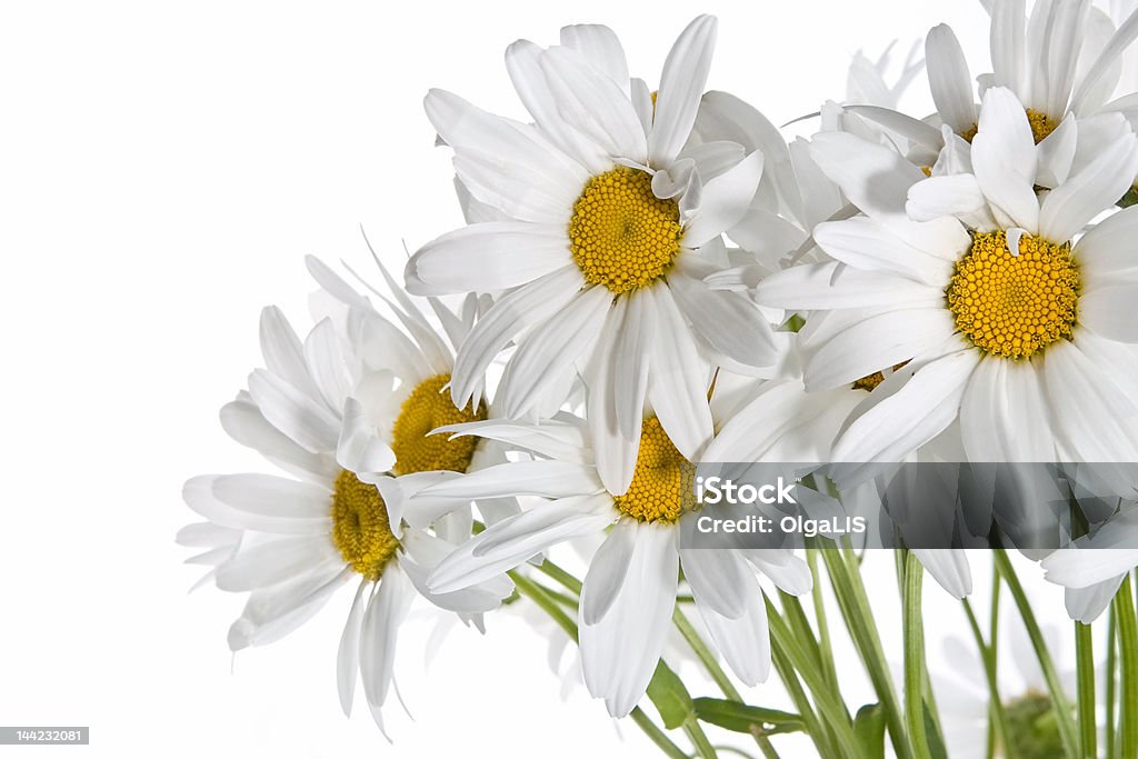 Daisy bouquet - Foto de stock de Amarillo - Color libre de derechos