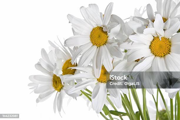 Daisy Bouquet Foto de stock y más banco de imágenes de Amarillo - Color - Amarillo - Color, Belleza, Belleza de la naturaleza