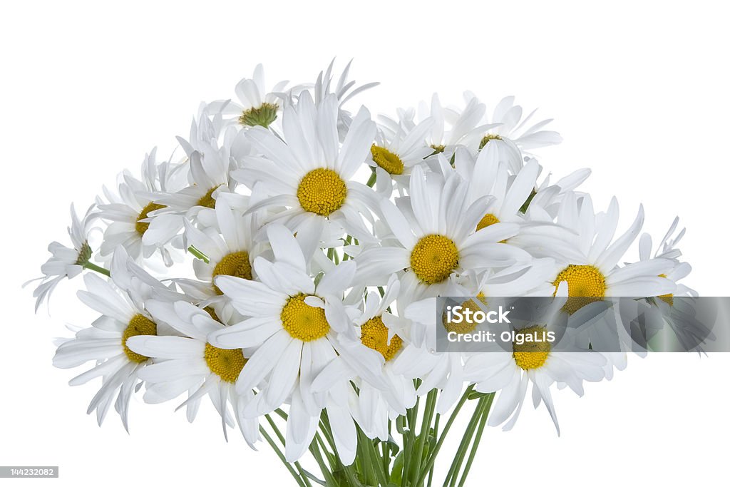 bouquet di margherite - Foto stock royalty-free di Bagnato