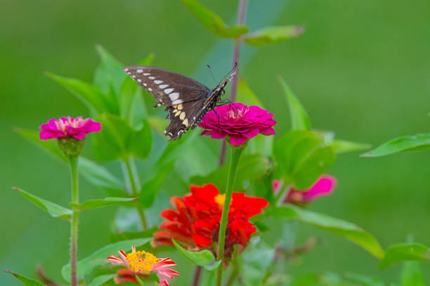 istock Butterfly-pink flower-Howard County Indiana 1442320925