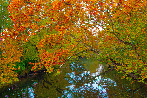 Elm Tree in full fall color hanging over a small creek-Howard County, Indiana