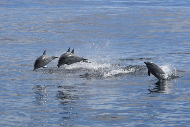 short-beaked common dolphins, Delphinus delphis, Isla Guadalupe, Mexico, Pacific Ocean stock photo